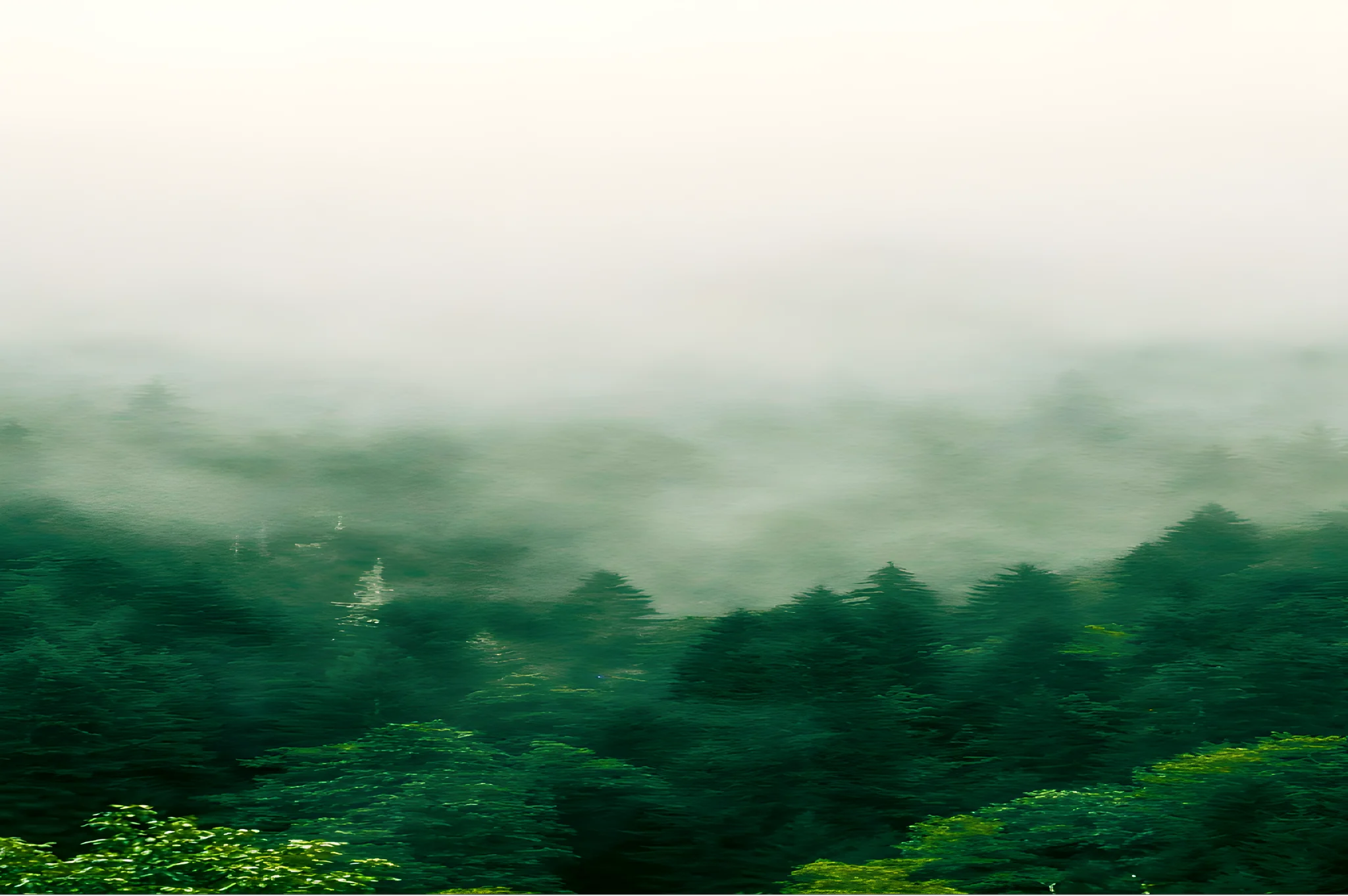 Misty evergreen forest behind a call to talk with a 6sense HQ engineer