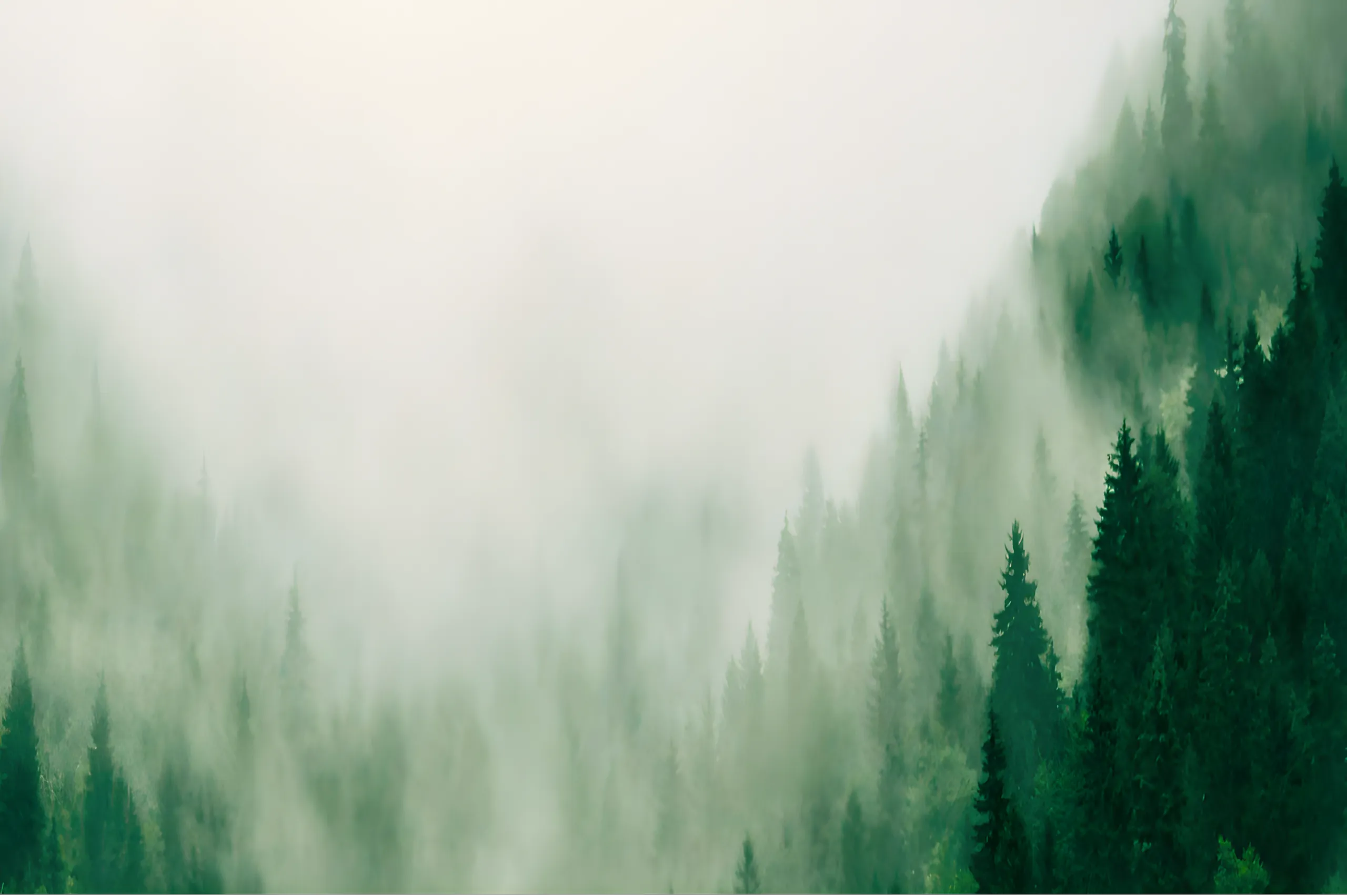 Misty evergreen forest behind a call to talk with a 6sense HQ engineer